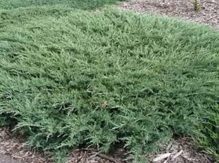 Juniperus horizontalis Andorra Compact