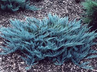 Juniperus horizontalis Blue Forest