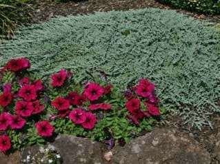 Juniperus horizontalis Icee Blue