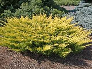 Juniperus horizontalis Limeglow
