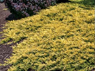 Juniperus horizontalis Mother Lode