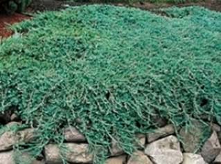 Juniperus horizontalis Wiltonii