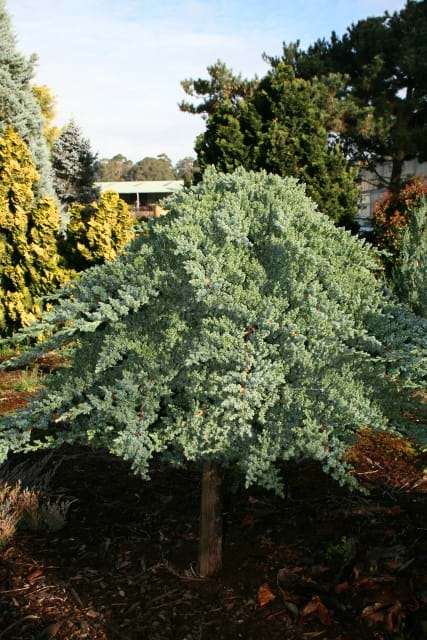 Juniperus squamata Prostrata