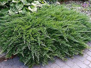 Juniperus sabina Tamariscifolia