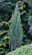 Juniperus scopulorum Blue Arrow PBR
