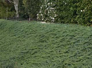 Juniperus taxifolia var. luchuensis