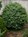 Juniperus taxifolia var. luchuensis