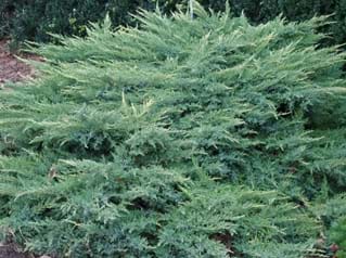 Juniperus x media Daub's Frosted