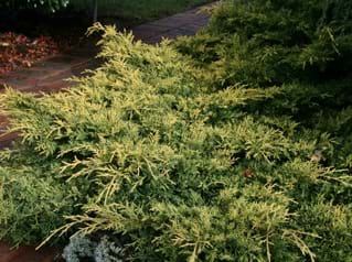 Juniperus x media Gold Coast