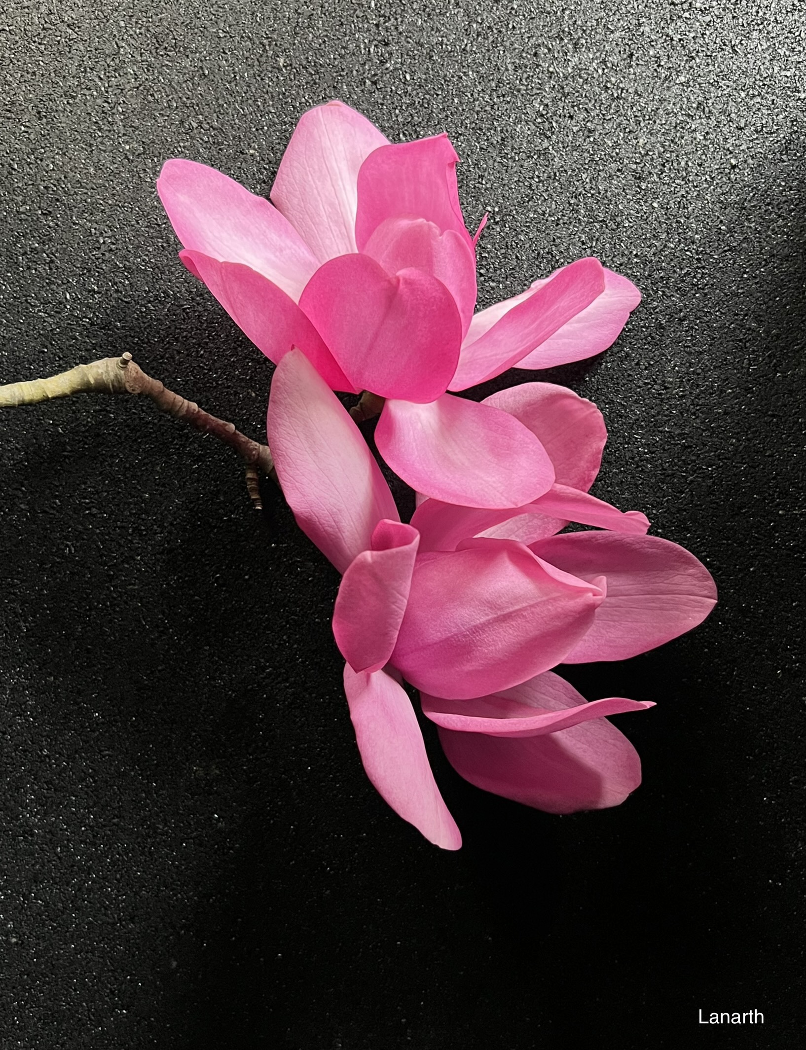 Magnolia campbellii Lanarth