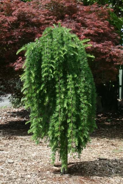 Larix decidua Julian's Weeper