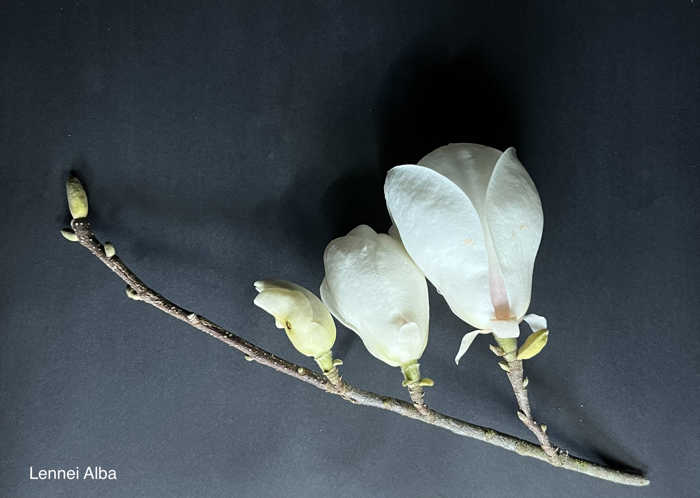 Magnolia soulangeana Lennei Alba