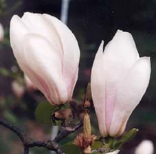 Magnolia soulangeana Brozzonii
