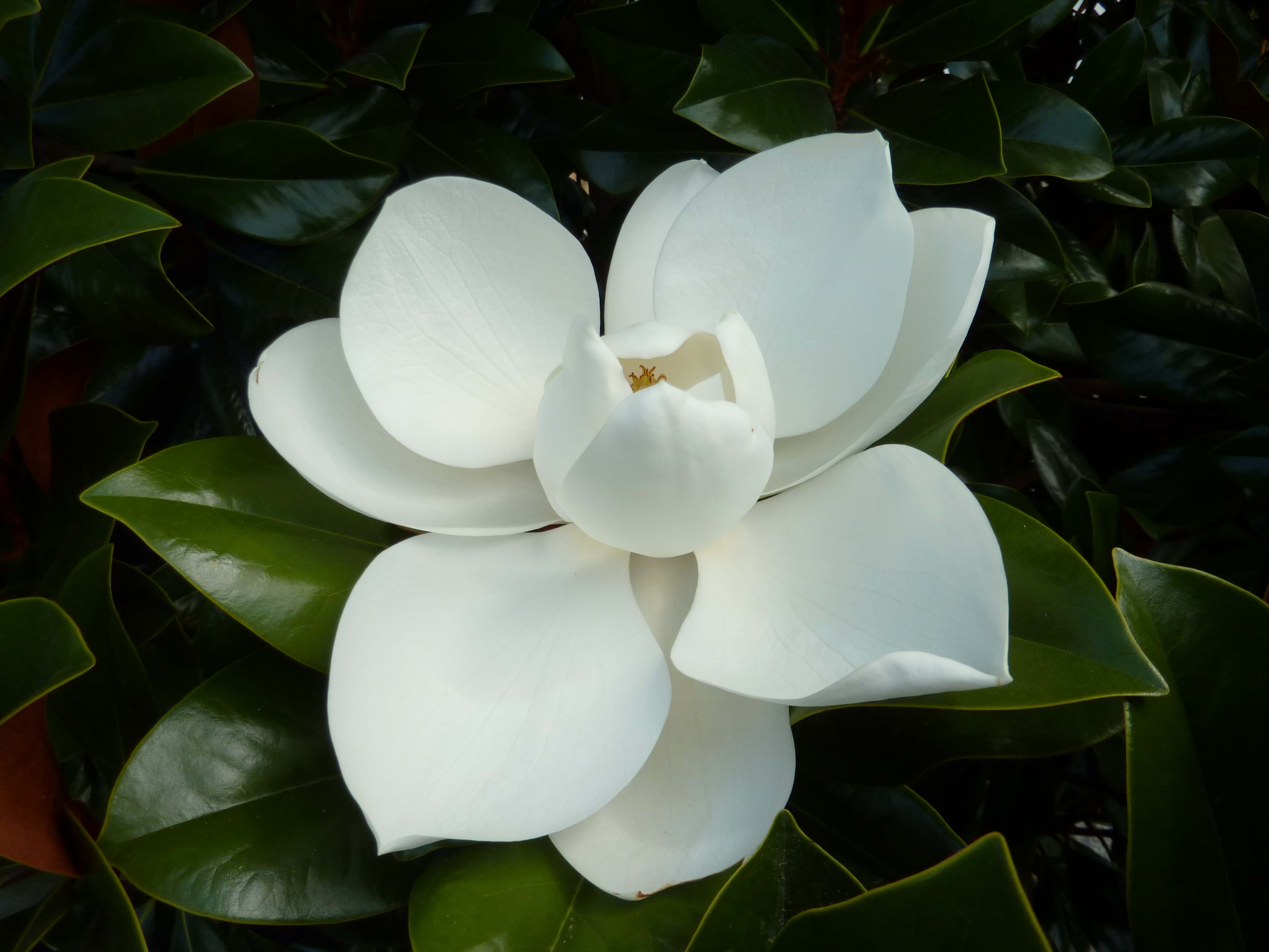 Magnolia grandiflora Coolwyn Gloss