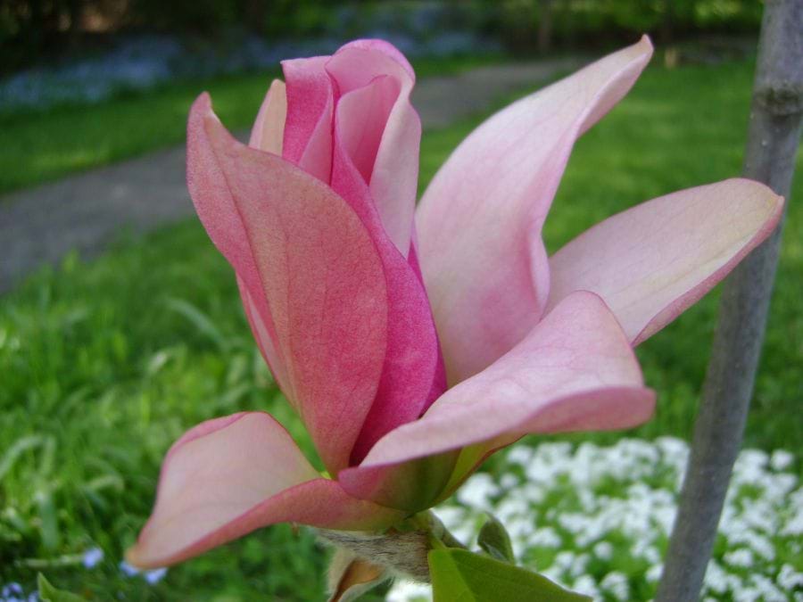 Magnolias Deciduous
