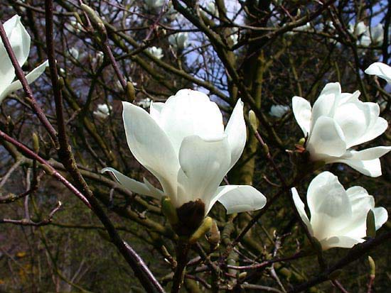 Magnolia denudata