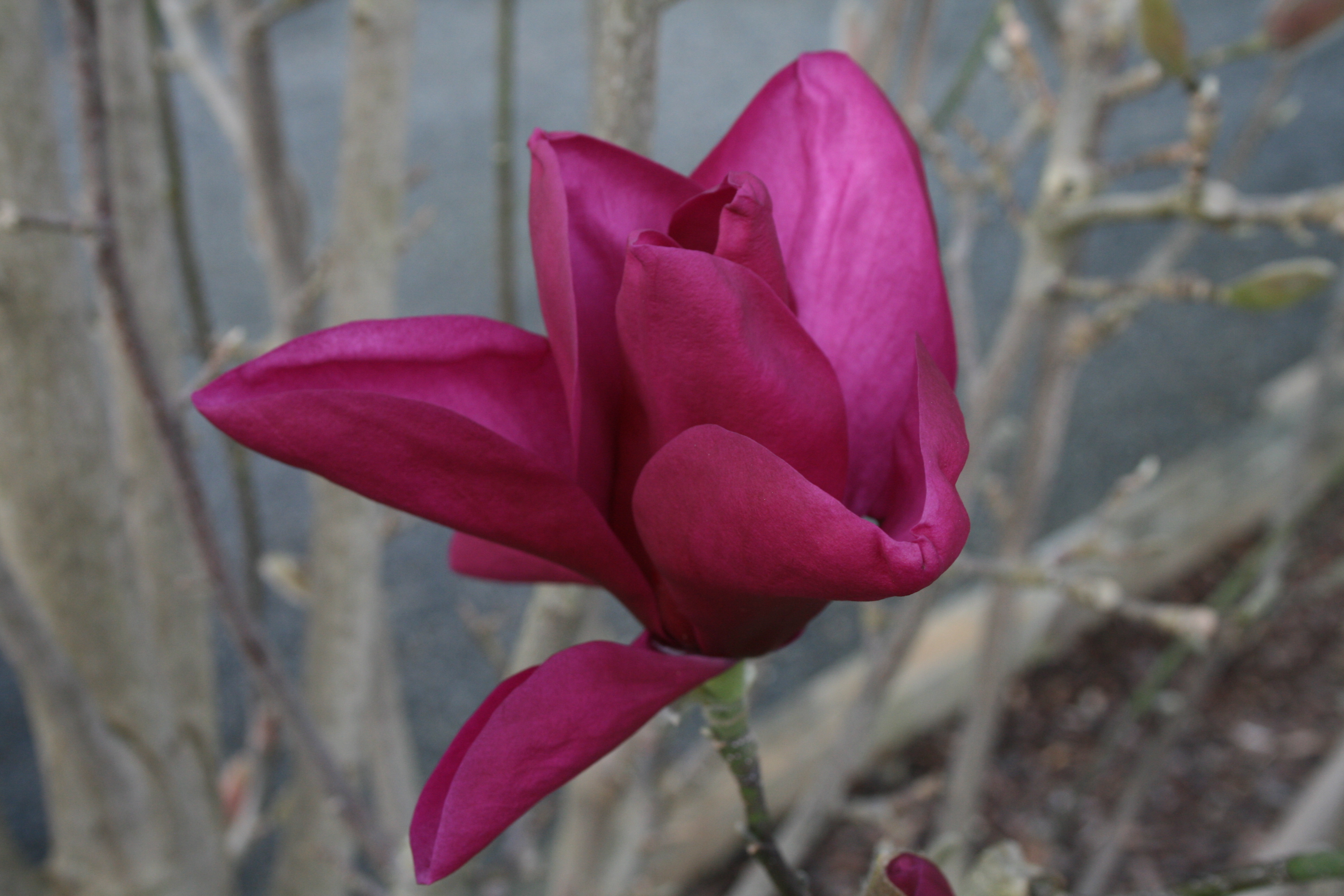 Magnolia Royal Purple