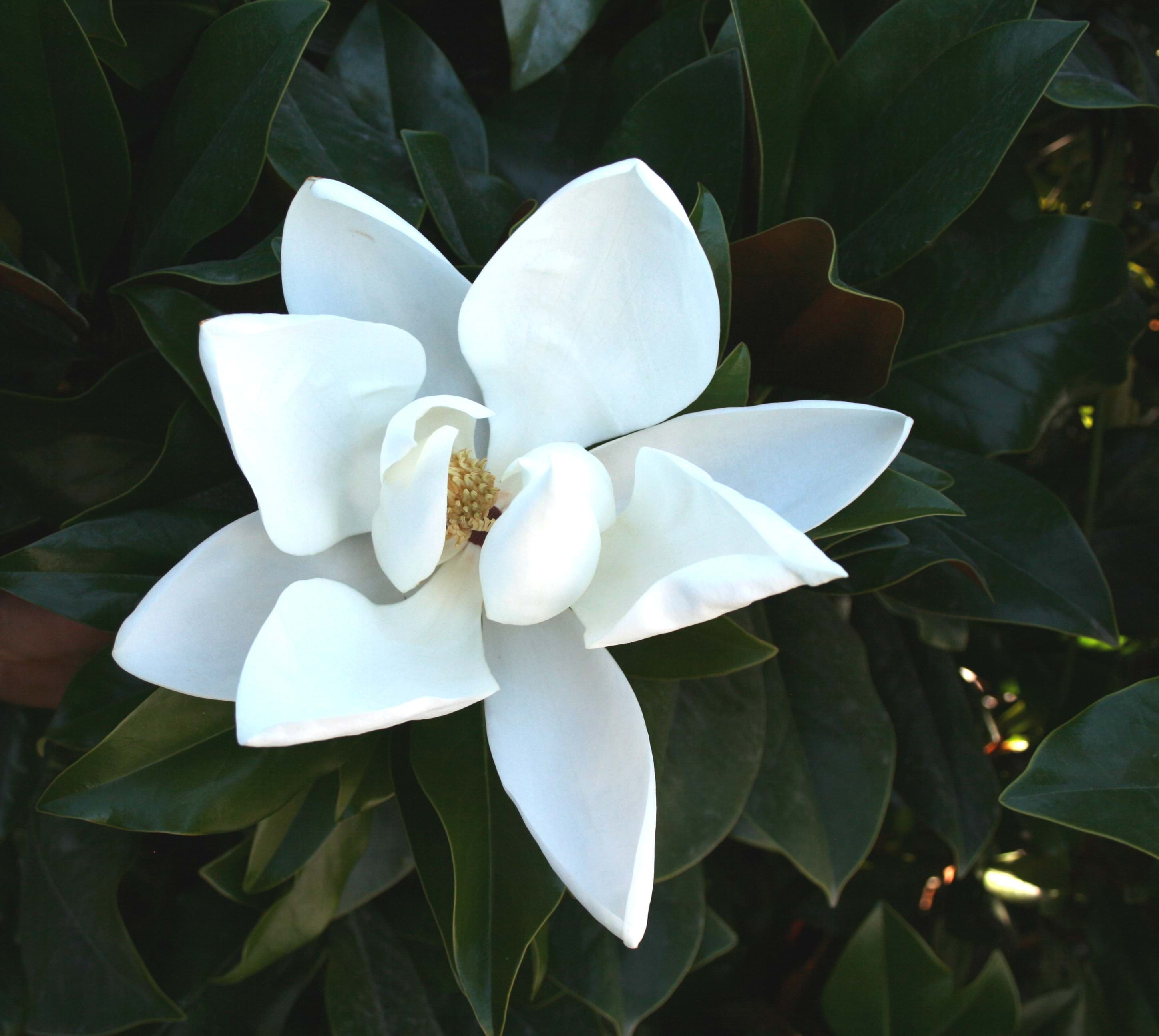 Magnolia Sweet Carolina