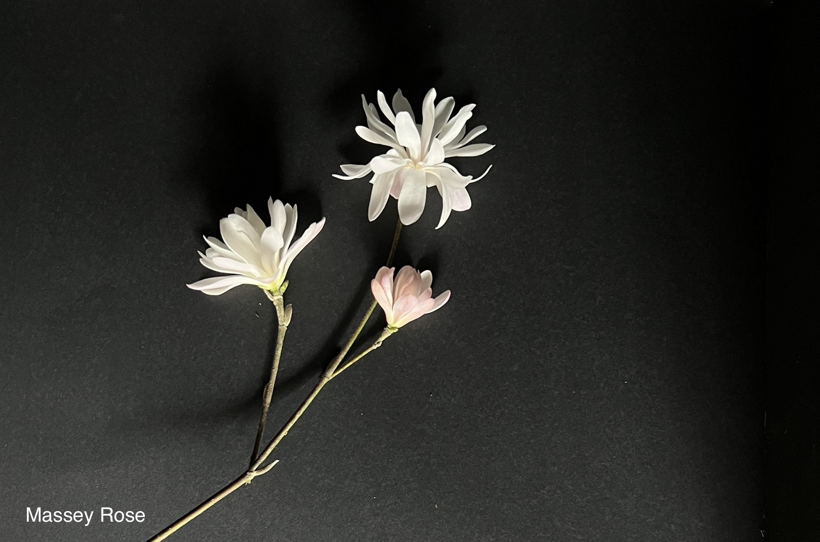 Magnolia stellata Massey Rose