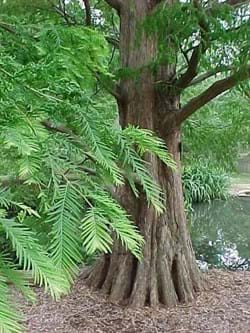 Metasequoia glyptostroboides 
