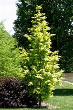 Metasequoia glyptostroboides Gold Rush