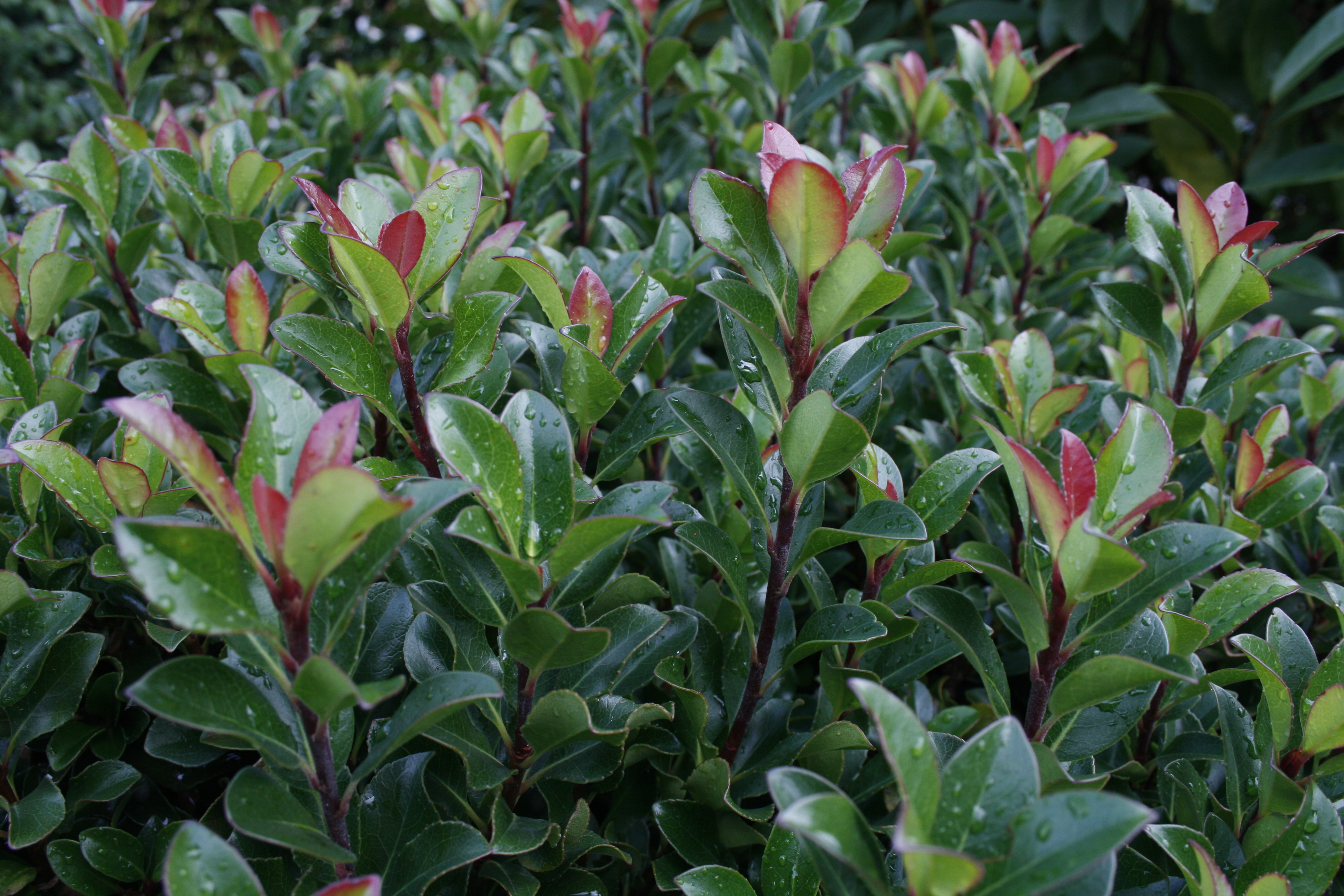 Rhaphiolepis x indica Snow Maiden