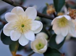 Magnolia laevifolia Scented Pearl