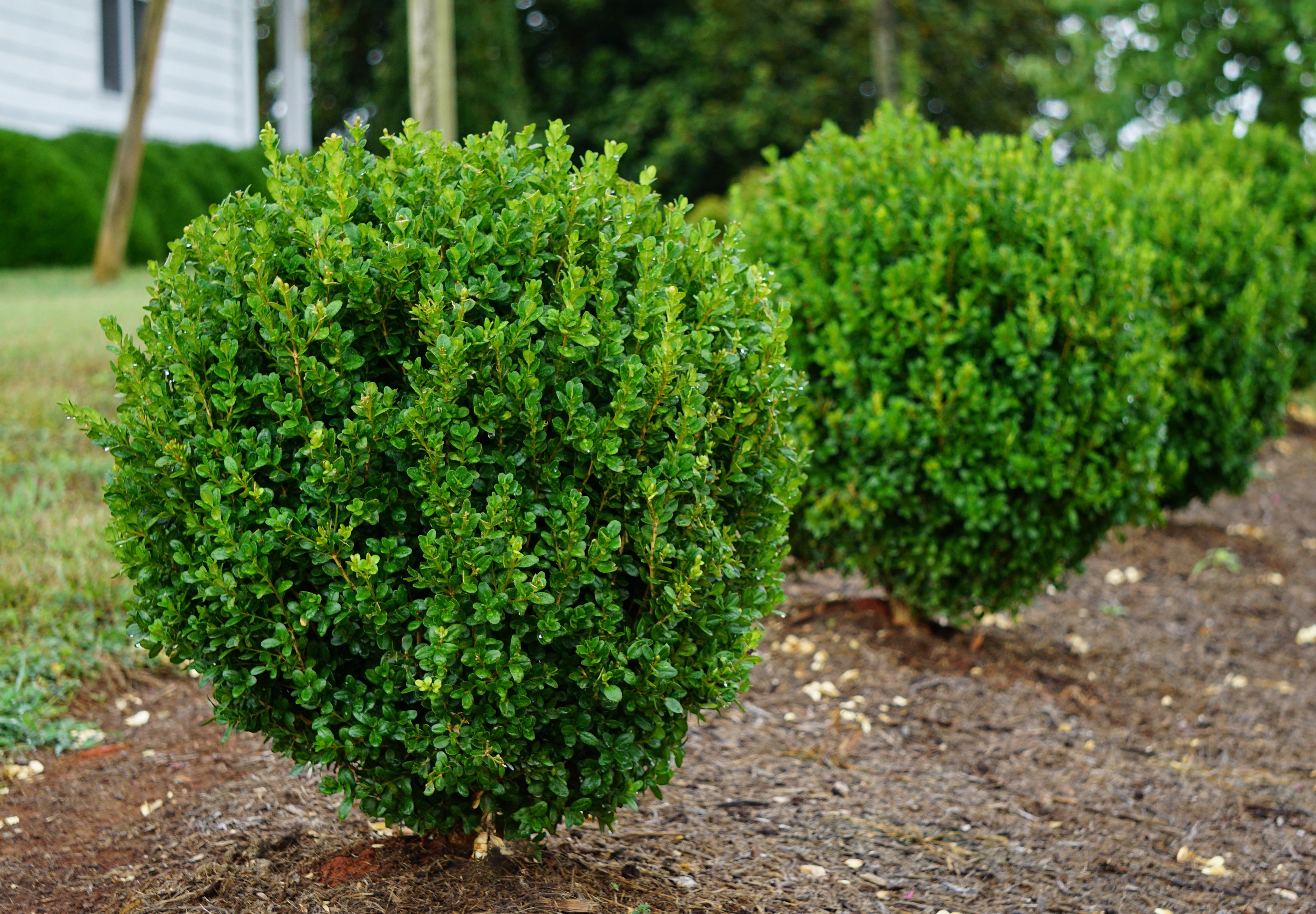 Buxus Freedom