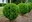 Buxus Freedom