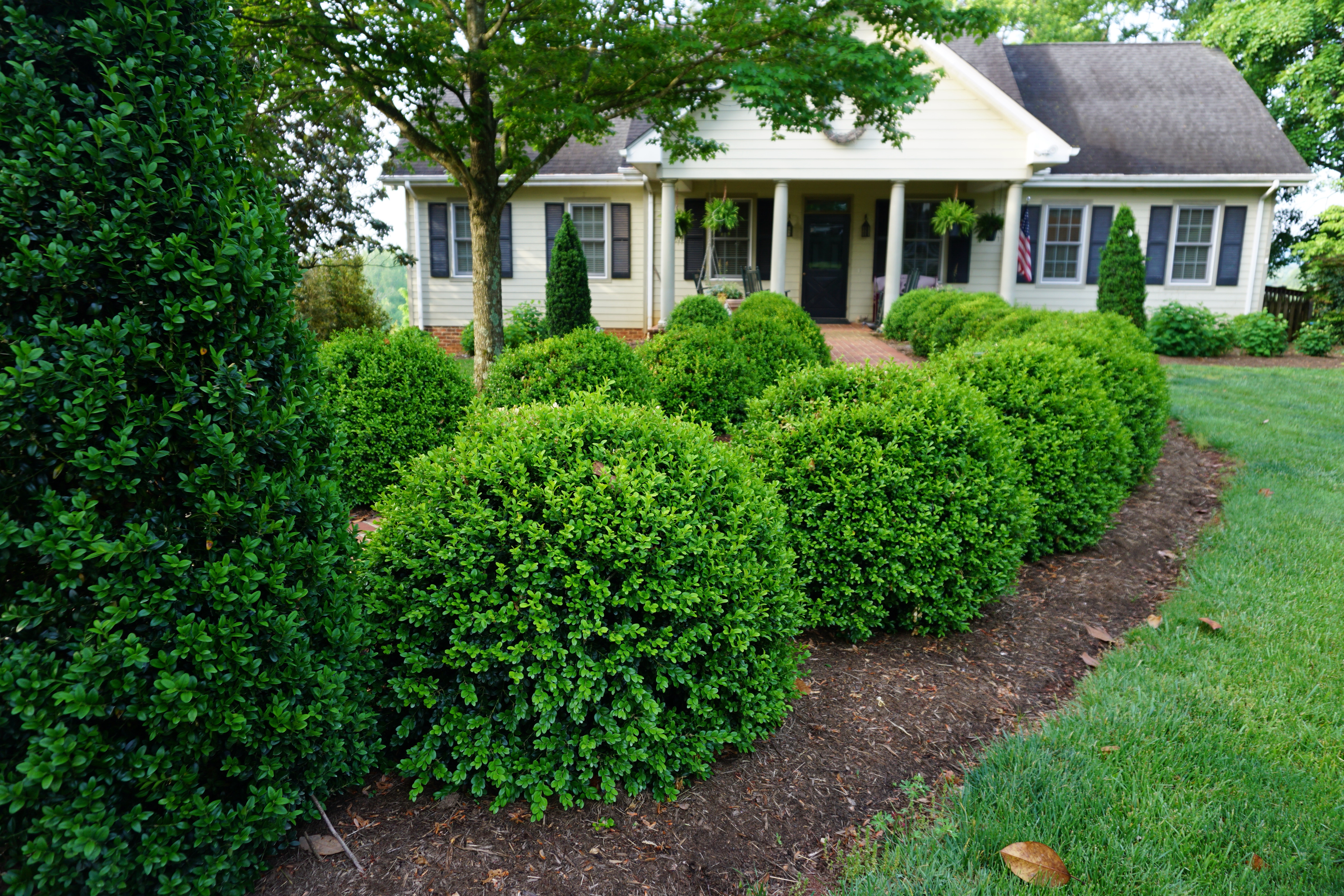 Buxus Independence