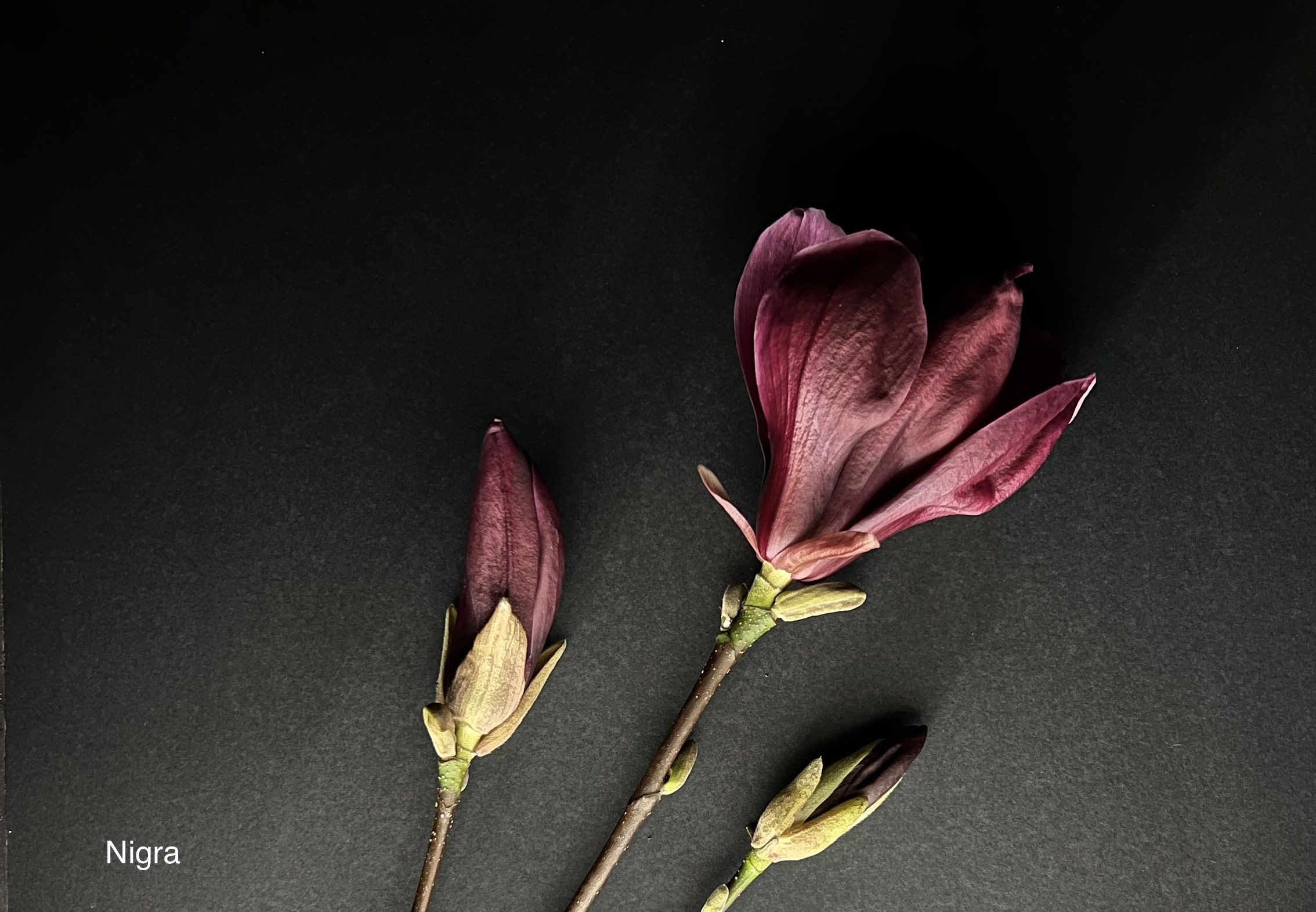 Magnolia liliiflora Nigra (Purple Lily Magnolia)