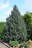 Picea likiangensis Balfouriana