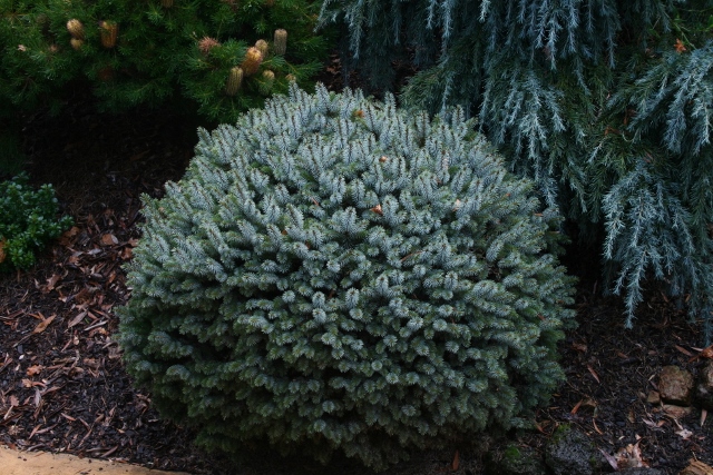 Picea omorika Pimoko