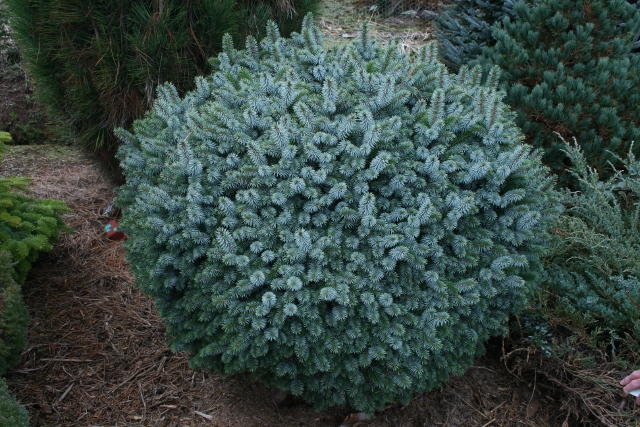 Picea sitchensis Tenas