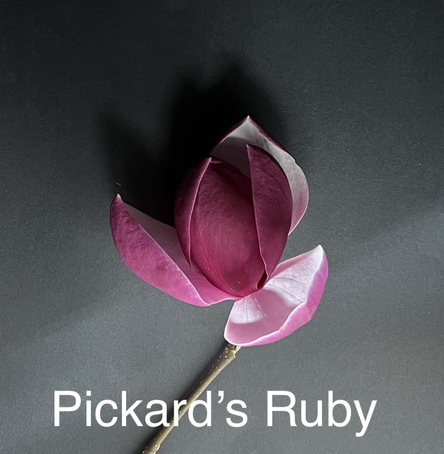 Magnolia Pickard's Ruby