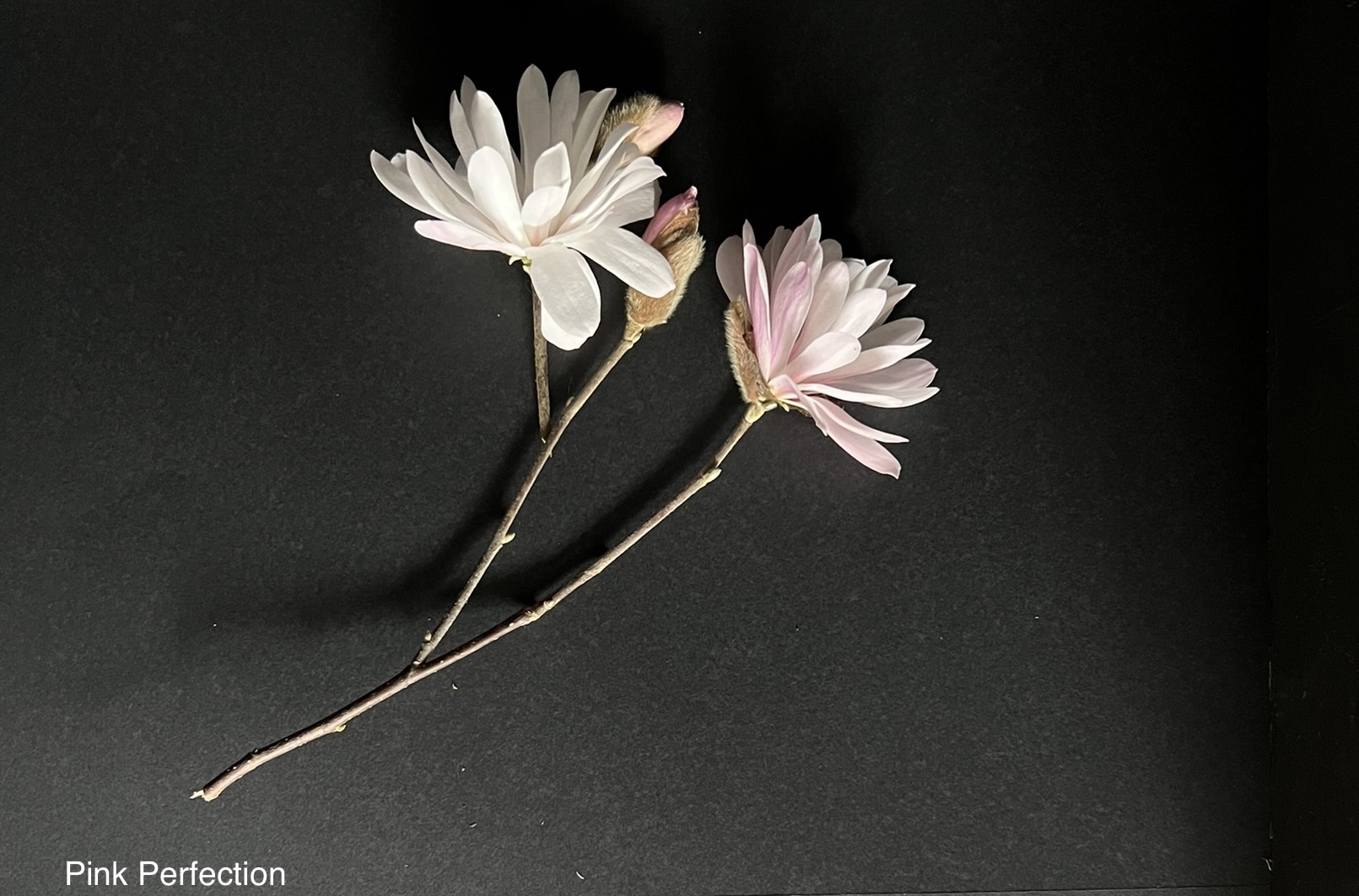 Magnolia Pink Perfection