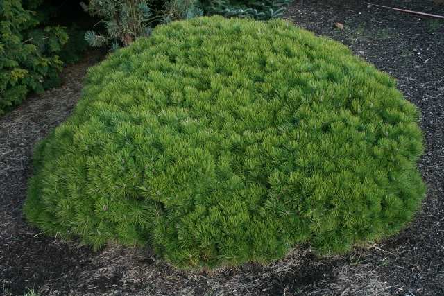 Pinus densiflora Low Glow