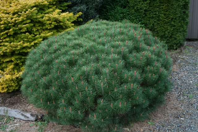 Pinus densiflora Osmaston Compact