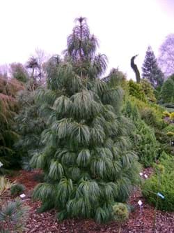 Pinus koraiensis Dragon Eye