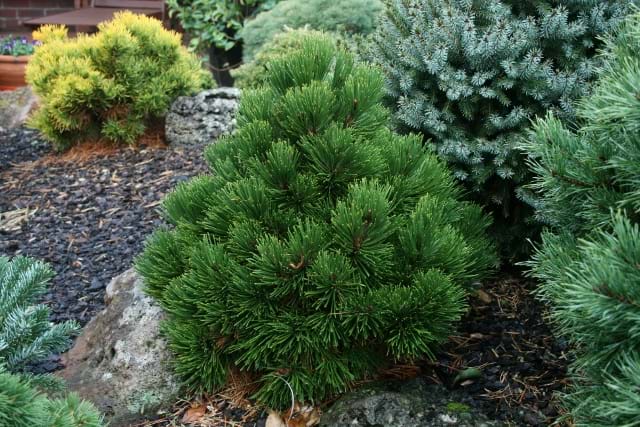 Pinus leucodermis Smidtii
