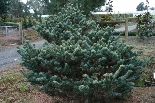 Pinus parviflora Fukai