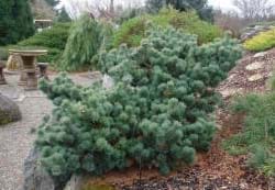 Pinus parviflora Fuku-zu-mi