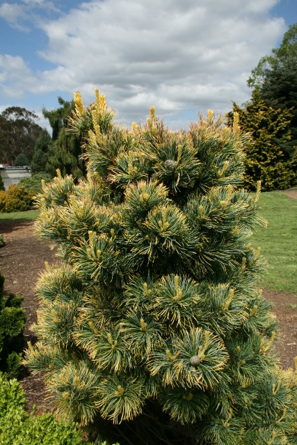 Pinus parviflora Goldilocks