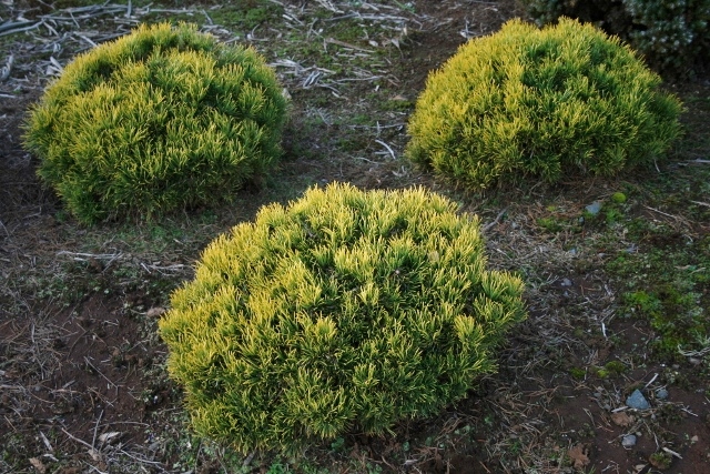 Pinus mugo Winter Gold