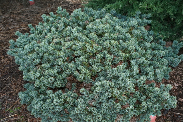 Pinus parviflora Hagoromo