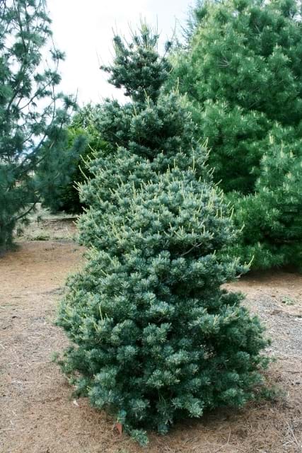 Pinus parviflora Hatsukasa
