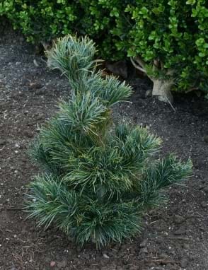 Pinus parviflora Ibo-can
