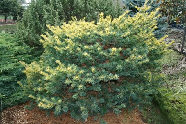 Pinus parviflora Ogon Goyo