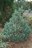 Pinus strobiformis Loma Linda