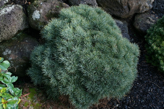 Pinus strobus Sea Urchin